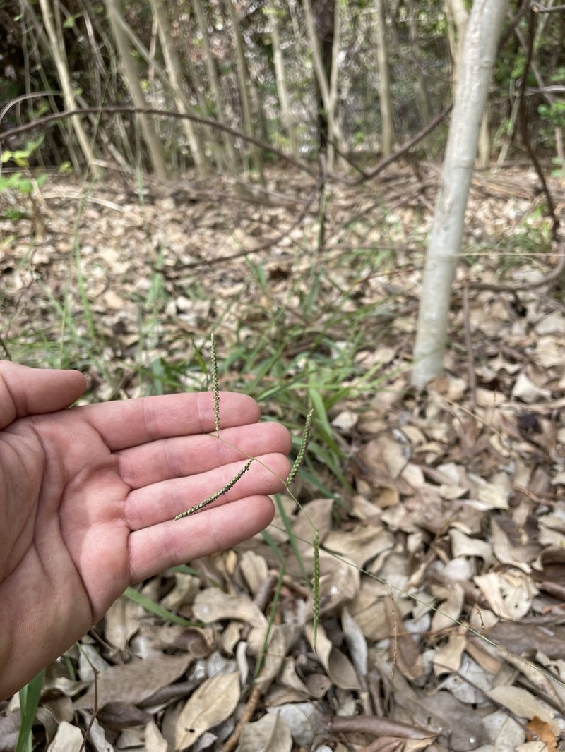 Blue Crowngrass