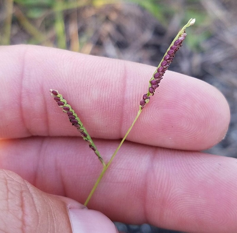 Blue Crowngrass photo 3