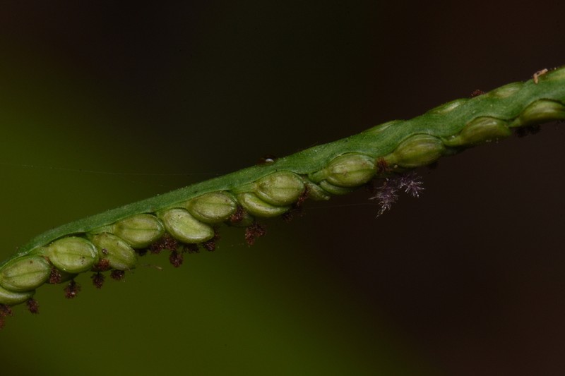 Blue Crowngrass photo 4