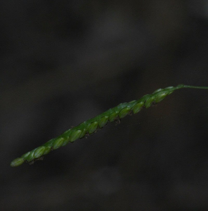Blue Crowngrass photo 5