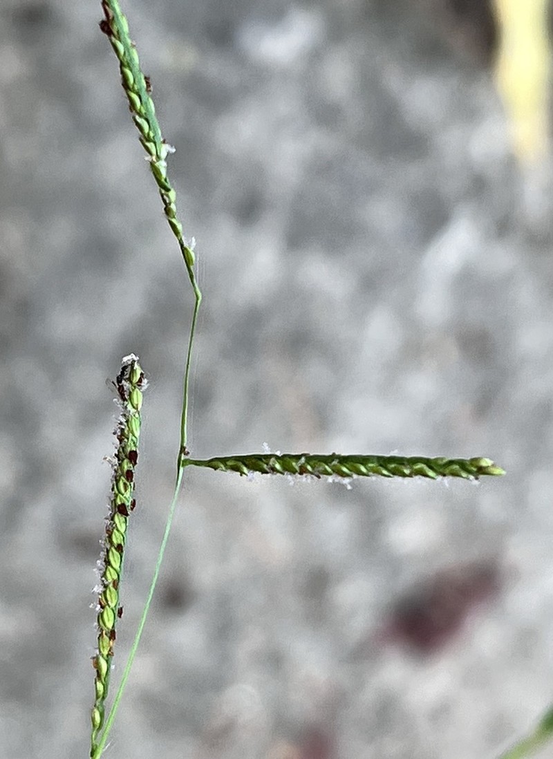 Blue Crowngrass photo 6