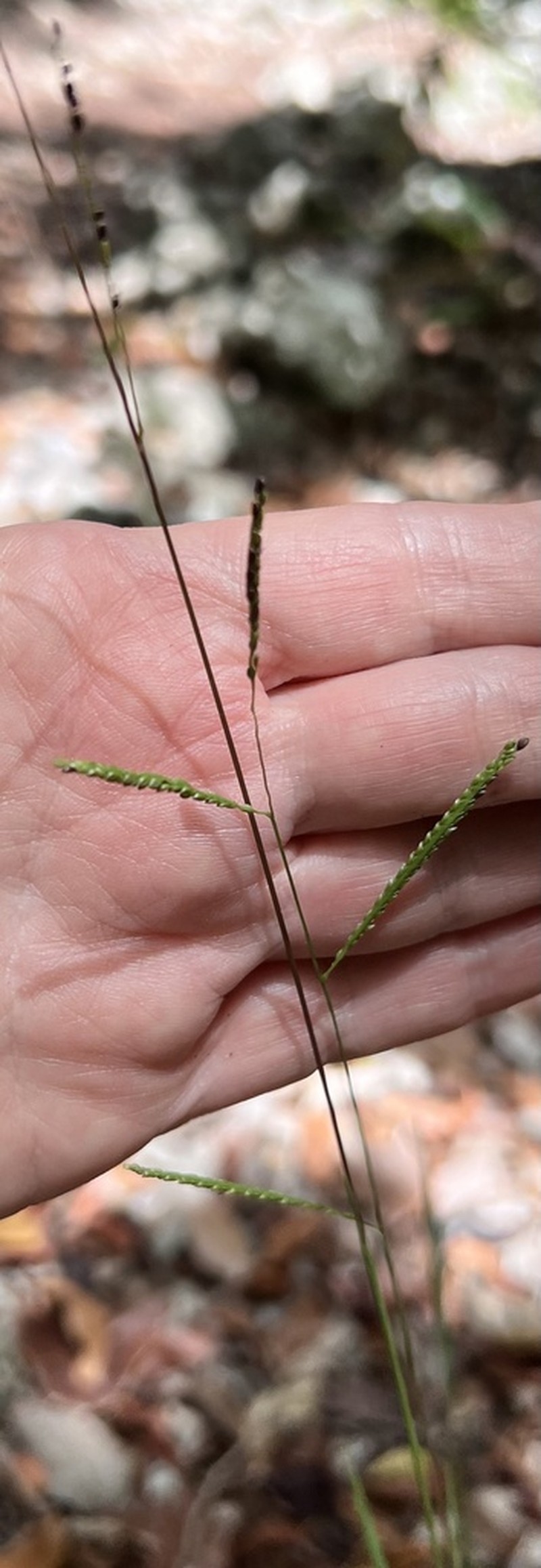 Blue Crowngrass photo 7