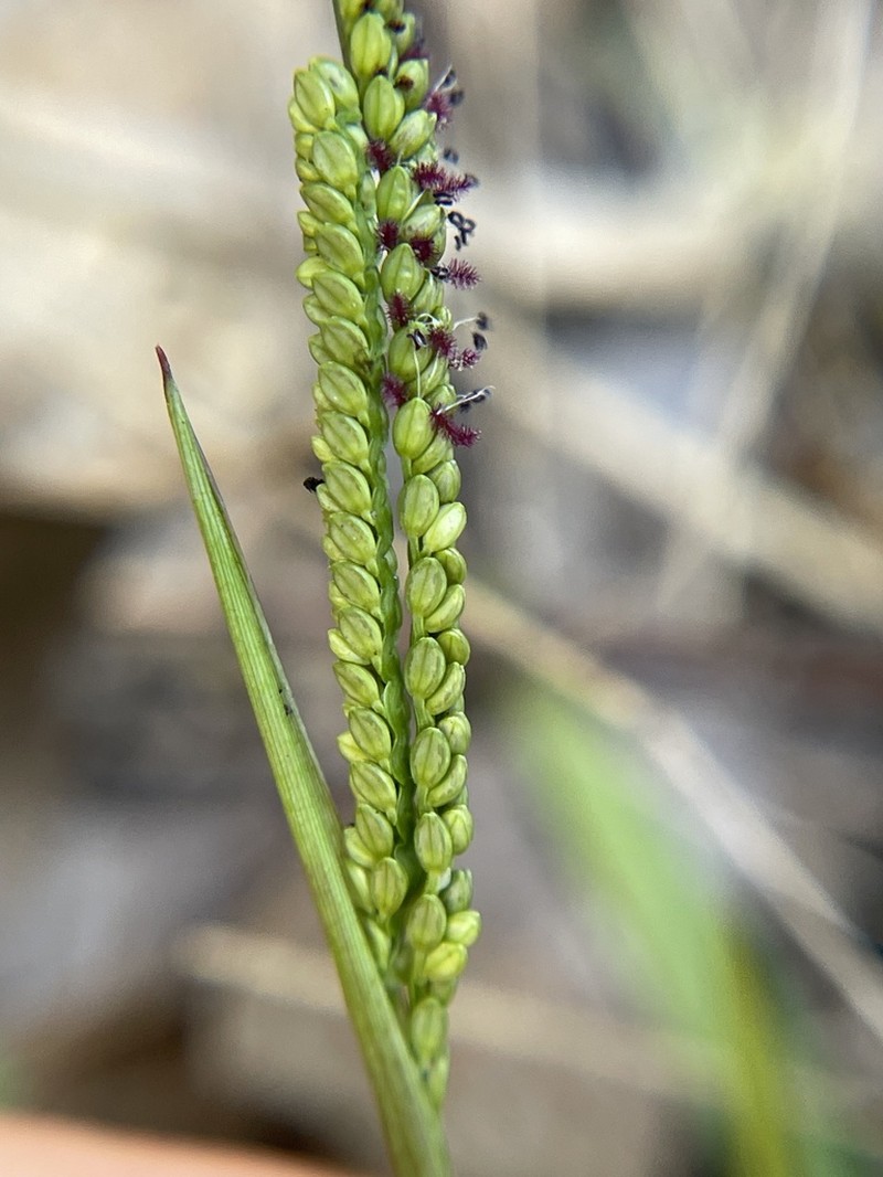 Blue Crowngrass photo 8