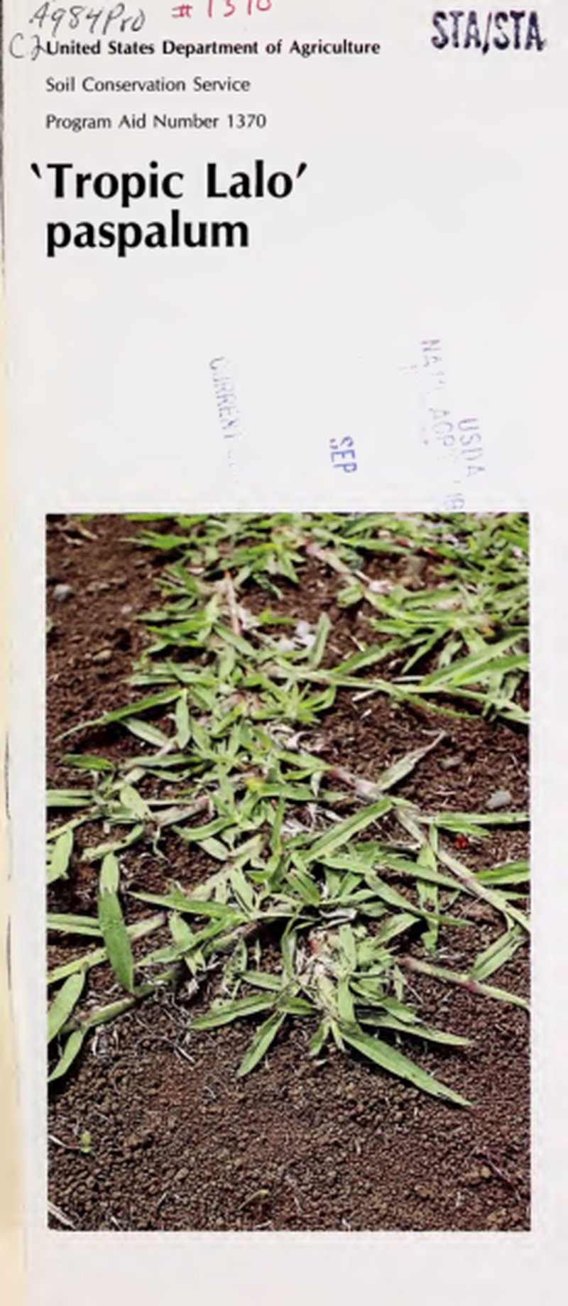 Paspalum clandestinum