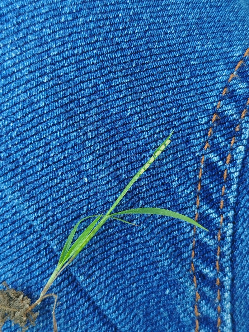 Hillside Crowngrass photo 2