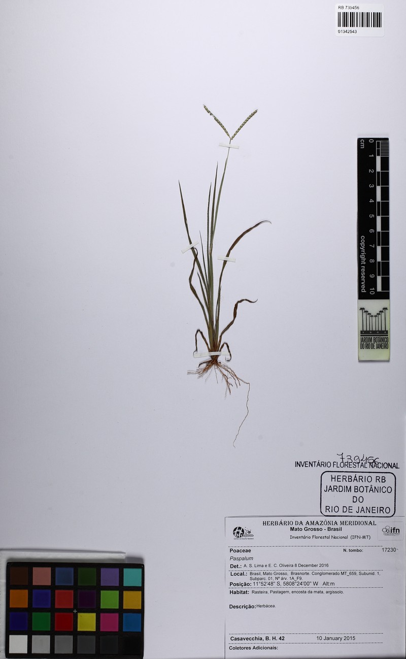 Hillside Crowngrass photo 5