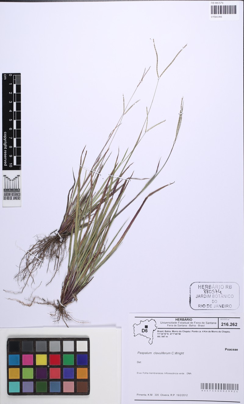 Hillside Crowngrass photo 6