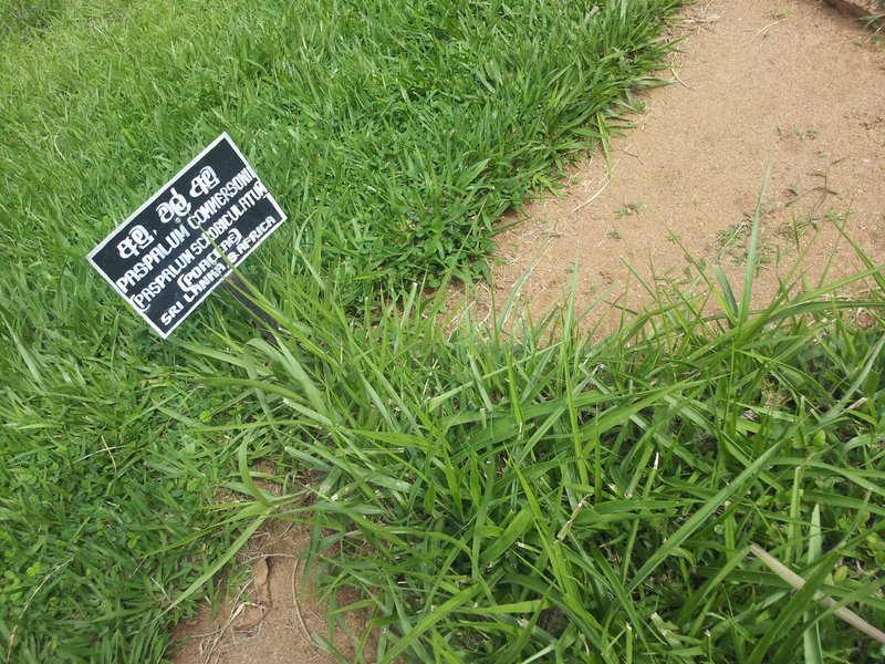 Paspalum commersonii