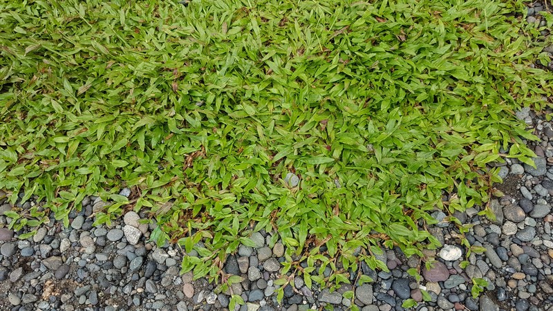 Hilograss photo 5