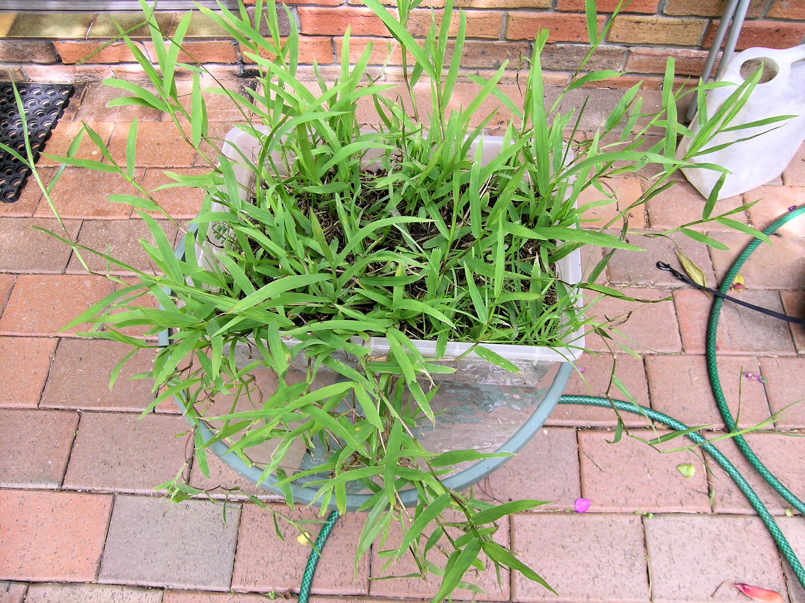 Hilograss