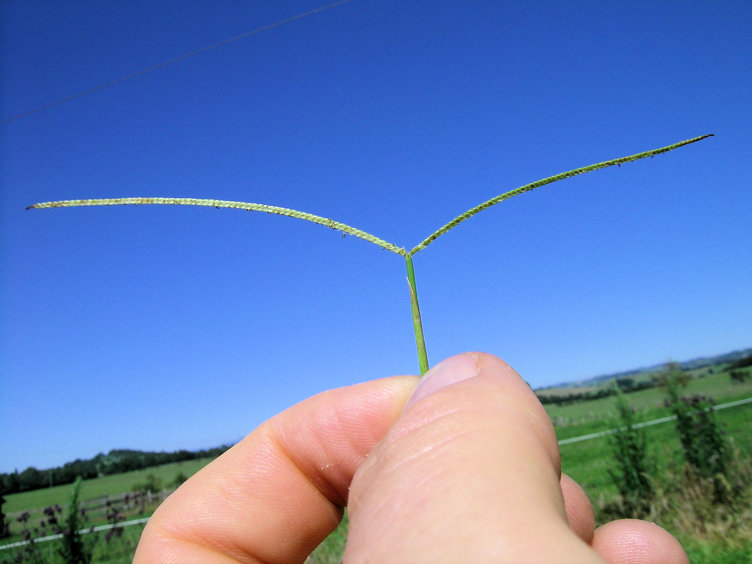 Hilograss photo 6