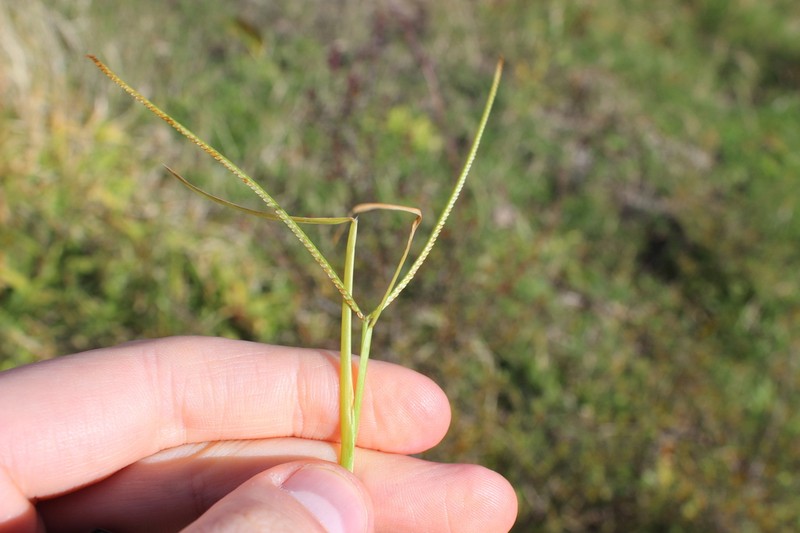 Hilograss photo 4