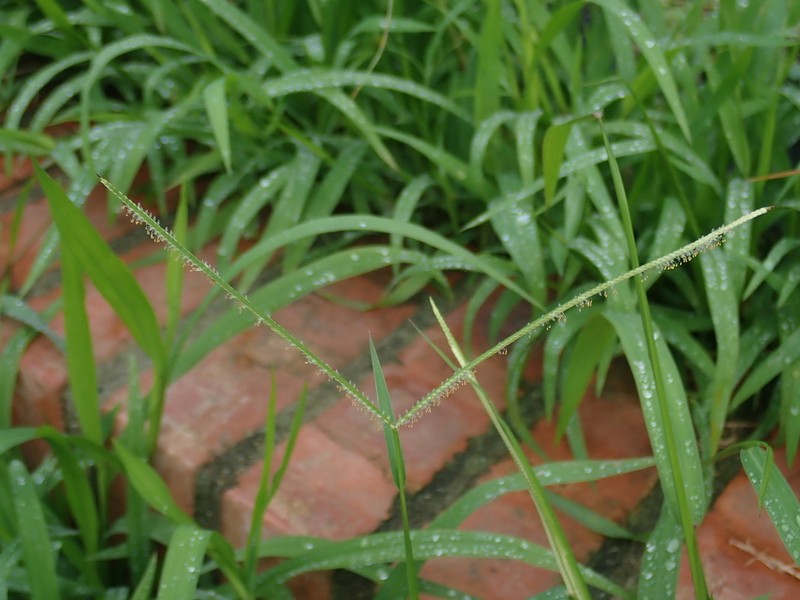Hilograss photo 5