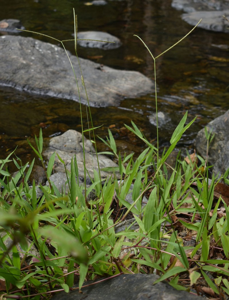 Hilograss photo 6