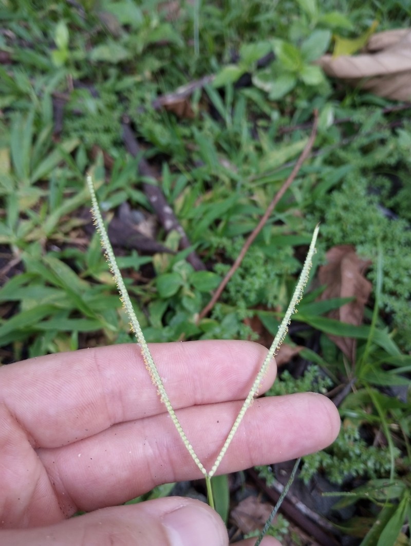 Hilograss photo 7