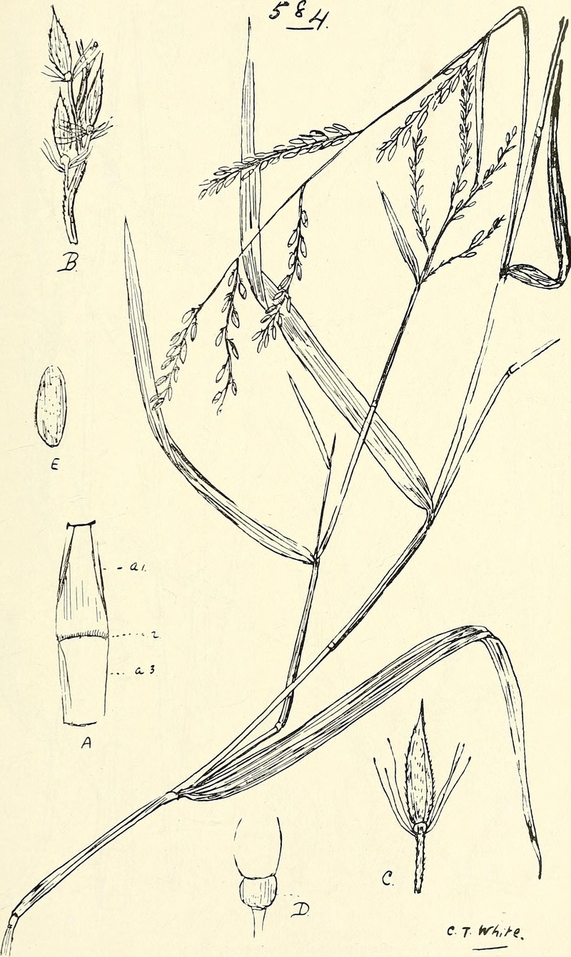 Decumbent Crowngrass