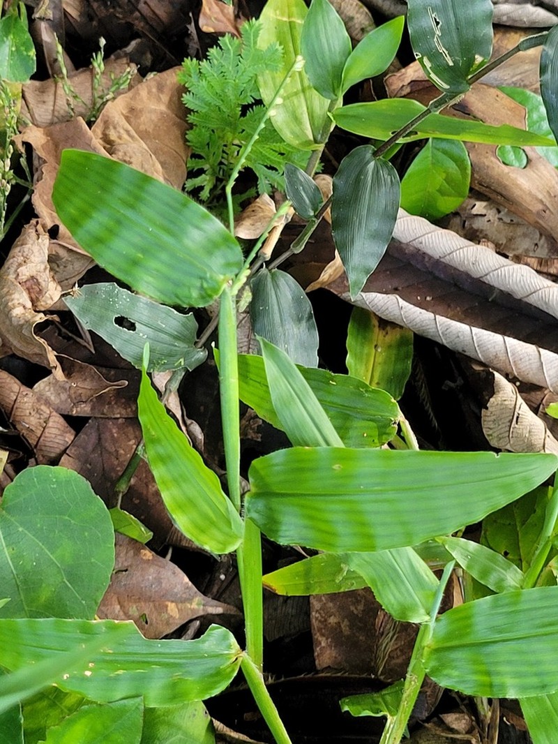 Decumbent Crowngrass