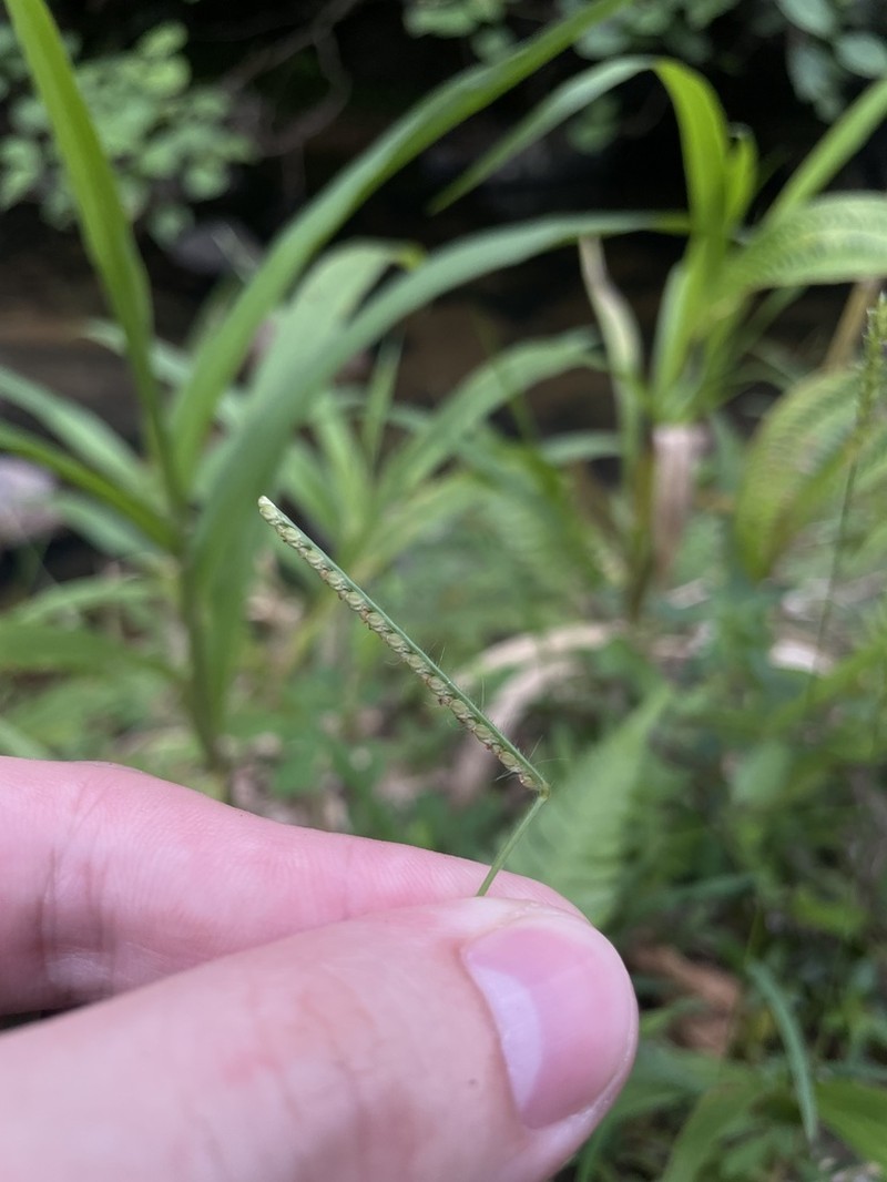 Decumbent Crowngrass photo 2