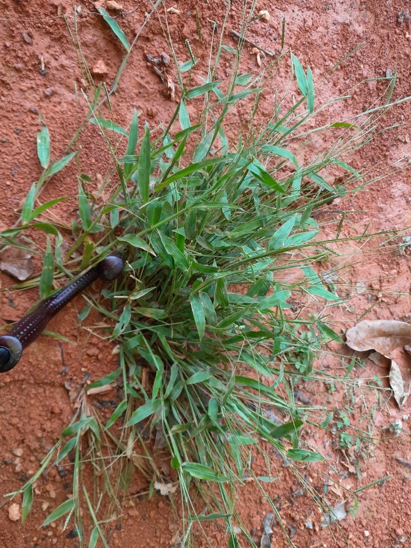 Decumbent Crowngrass photo 3