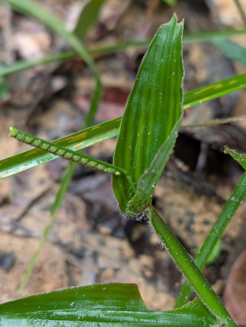 Decumbent Crowngrass photo 4