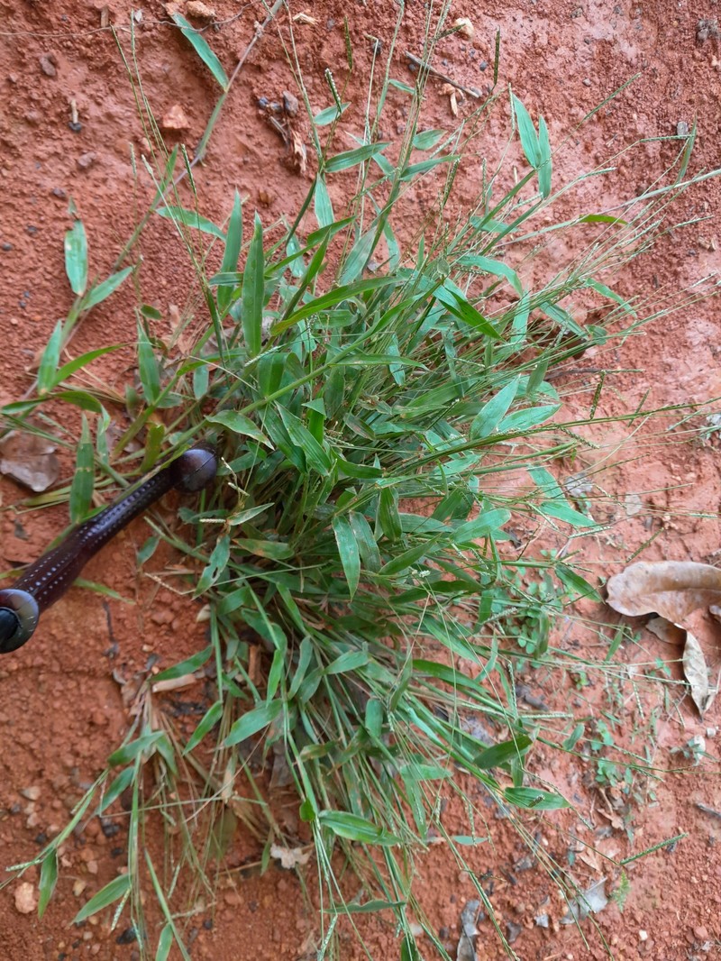 Decumbent Crowngrass photo 7