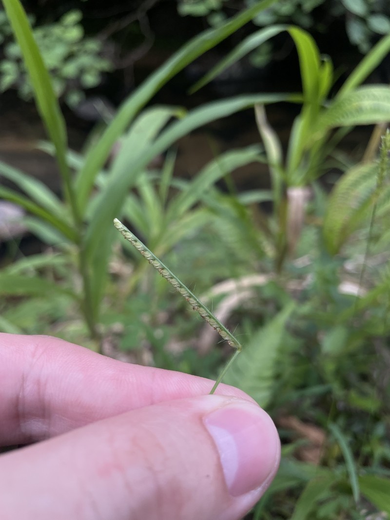 Decumbent Crowngrass photo 8