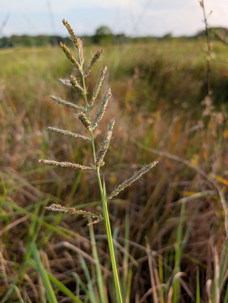 Dense Crowngrass