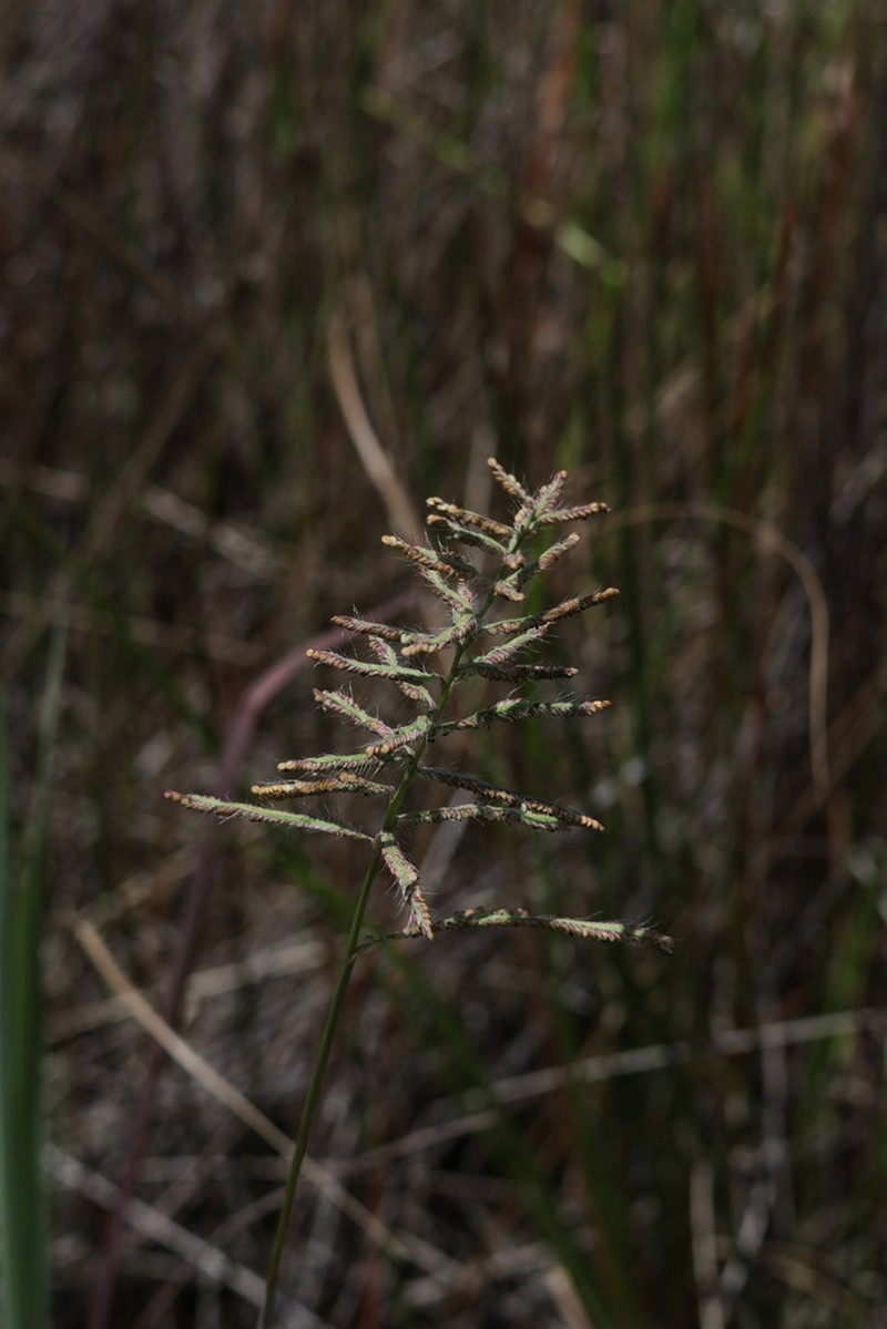 Dense Crowngrass photo 2