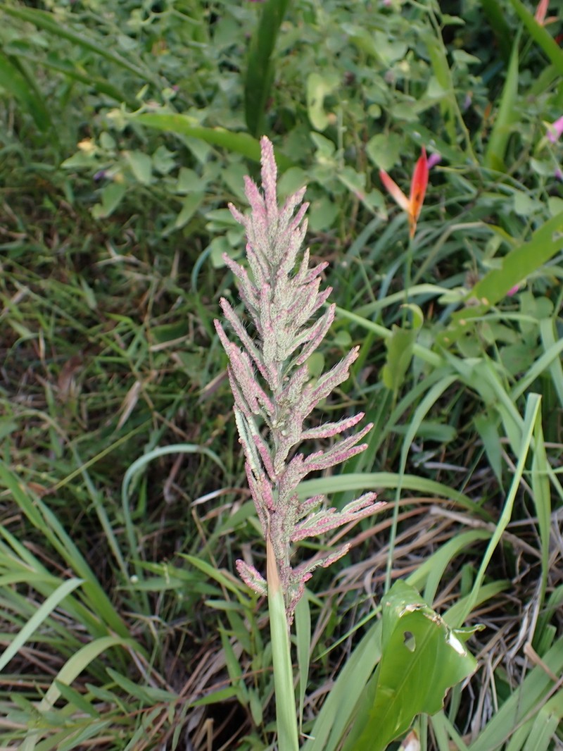 Dense Crowngrass photo 3