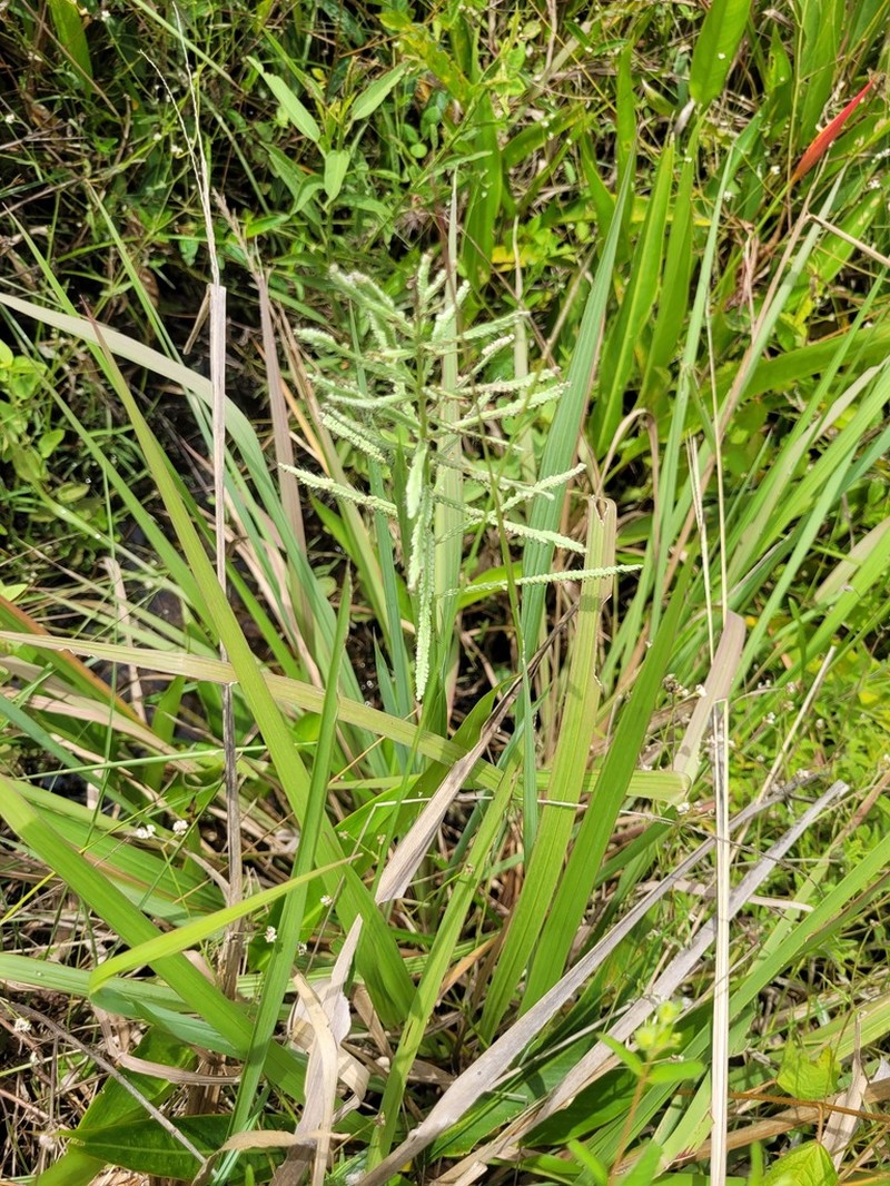 Dense Crowngrass photo 4