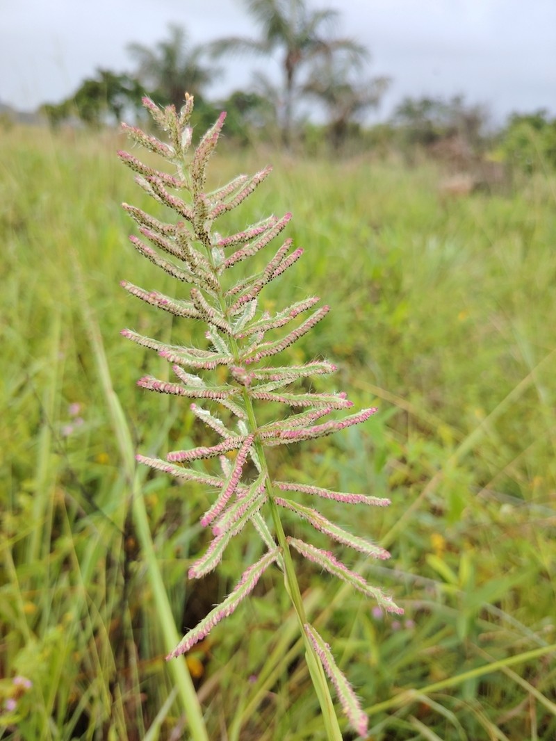 Dense Crowngrass photo 5