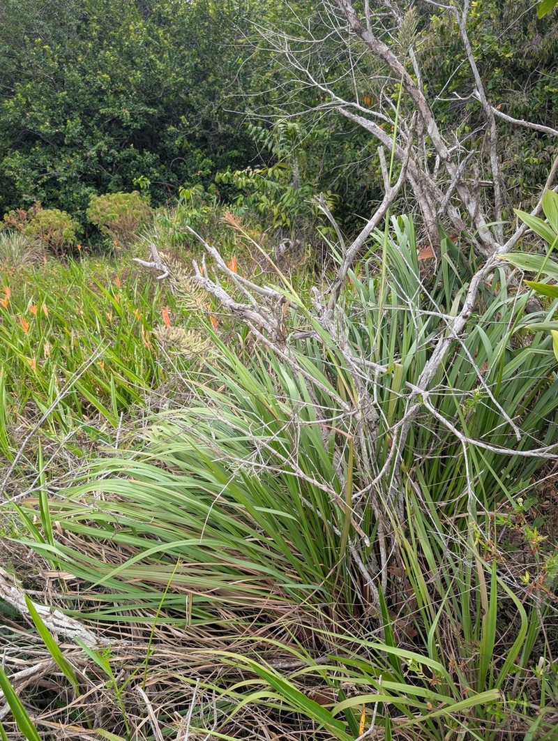 Dense Crowngrass photo 6