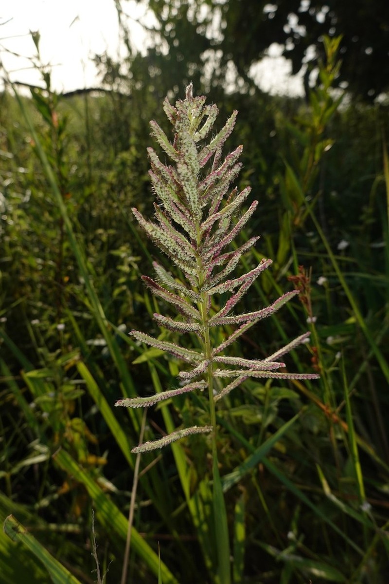 Dense Crowngrass photo 7