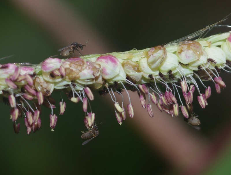 Dense Crowngrass photo 8