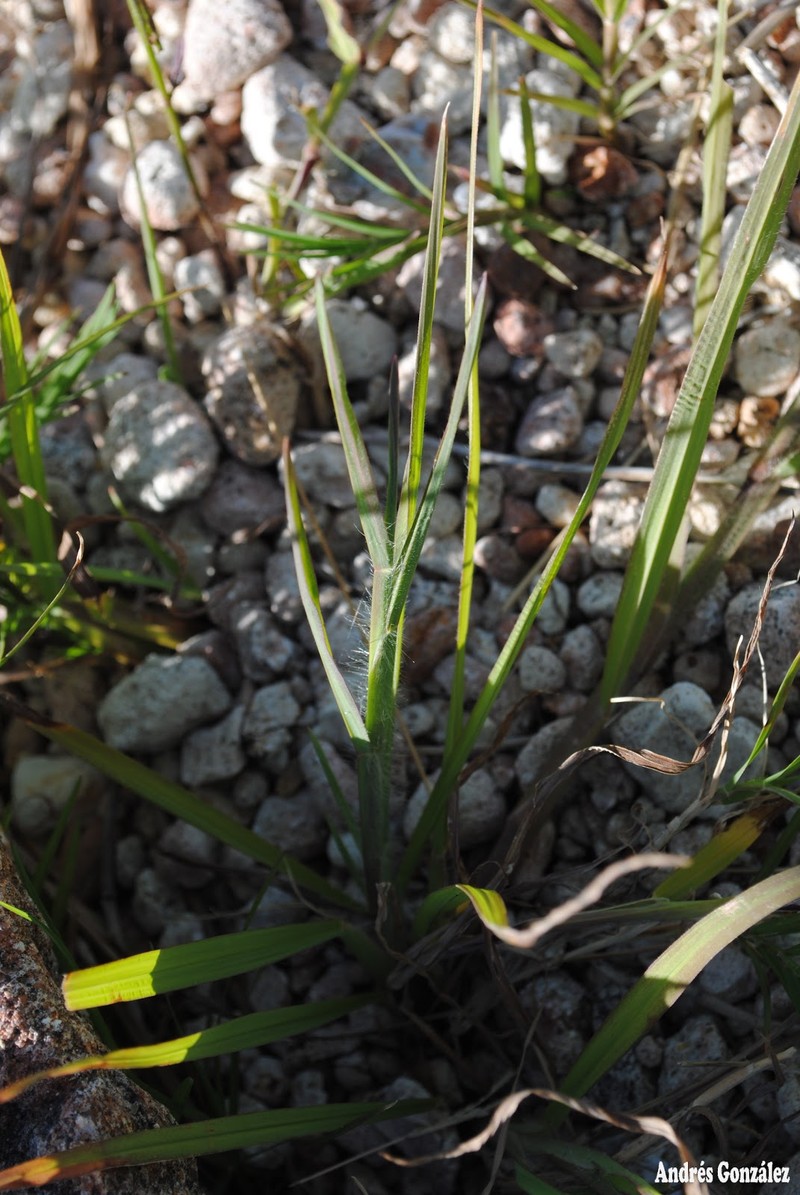 Longtom photo 3