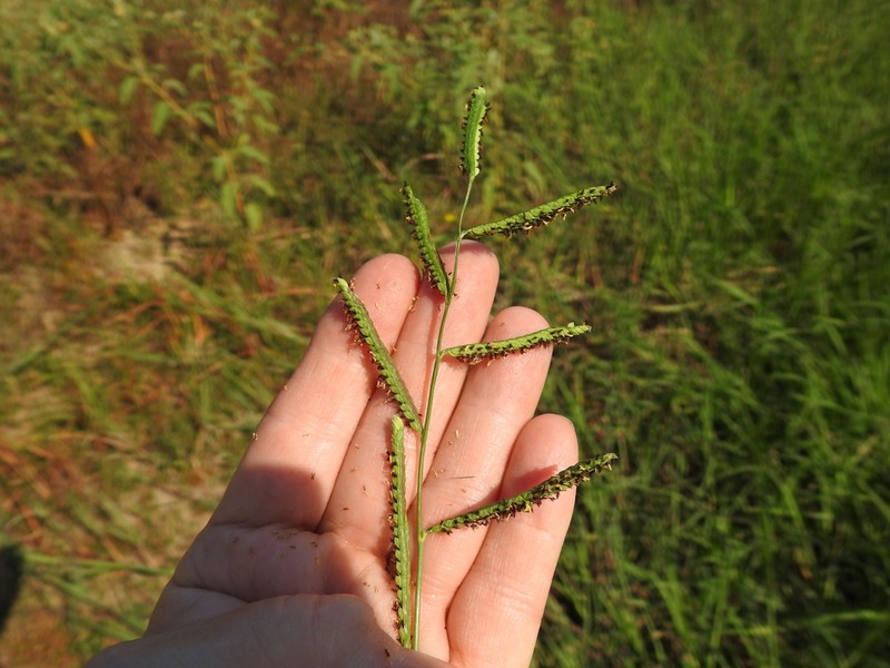 Paspalum