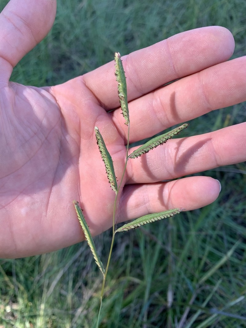Paspalum photo 2