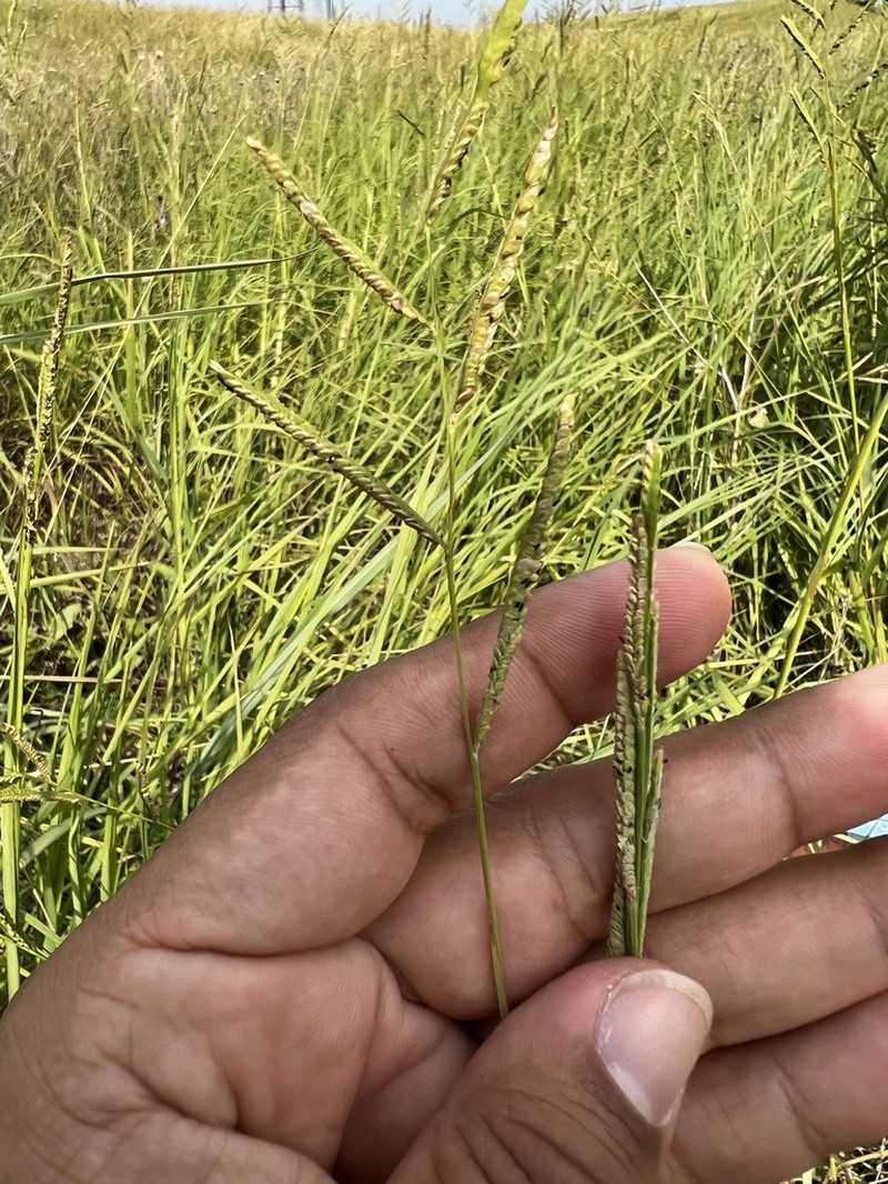 Paspalum photo 6