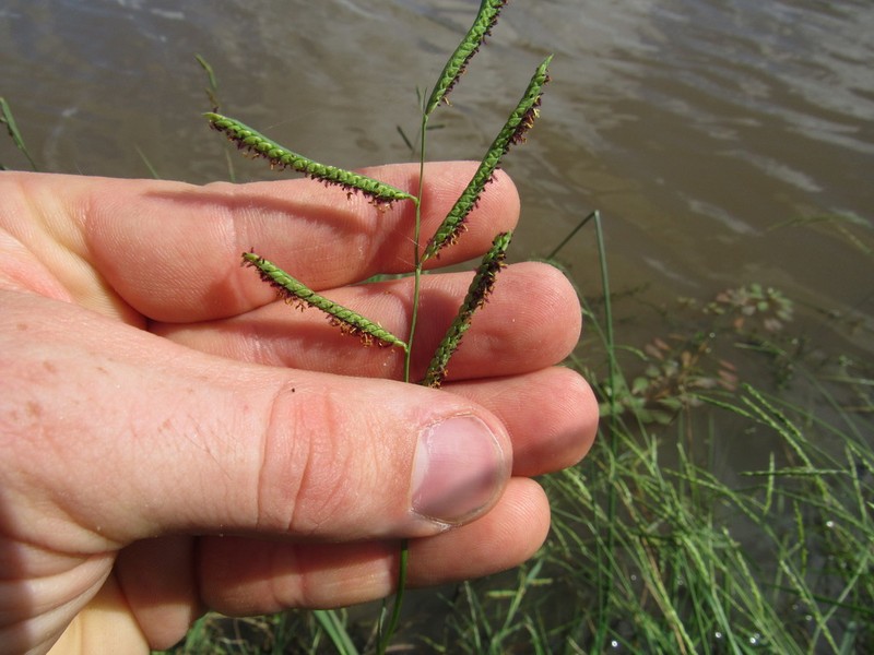 Paspalum photo 8