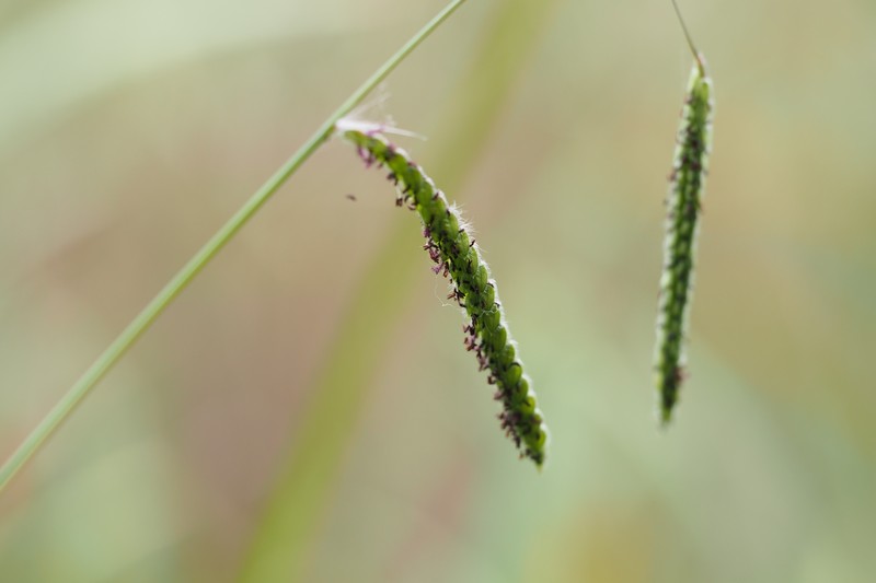 Dallisgrass photo 2