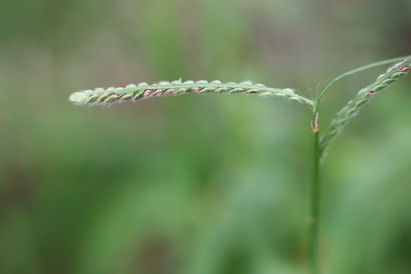 Dallisgrass photo 3