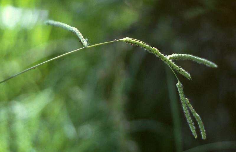 Dallisgrass photo 4