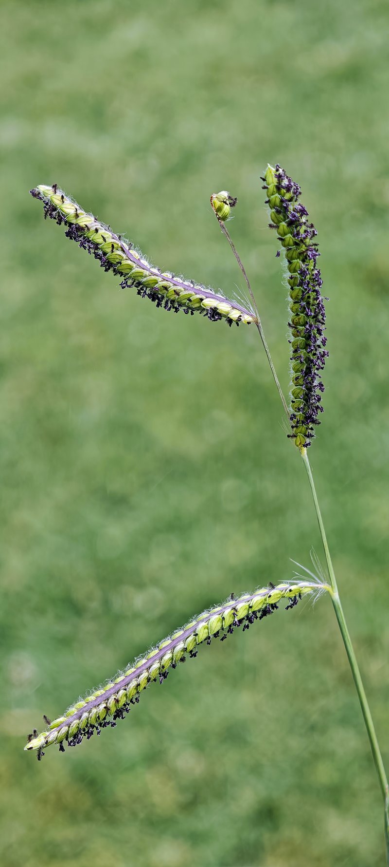 Dallisgrass