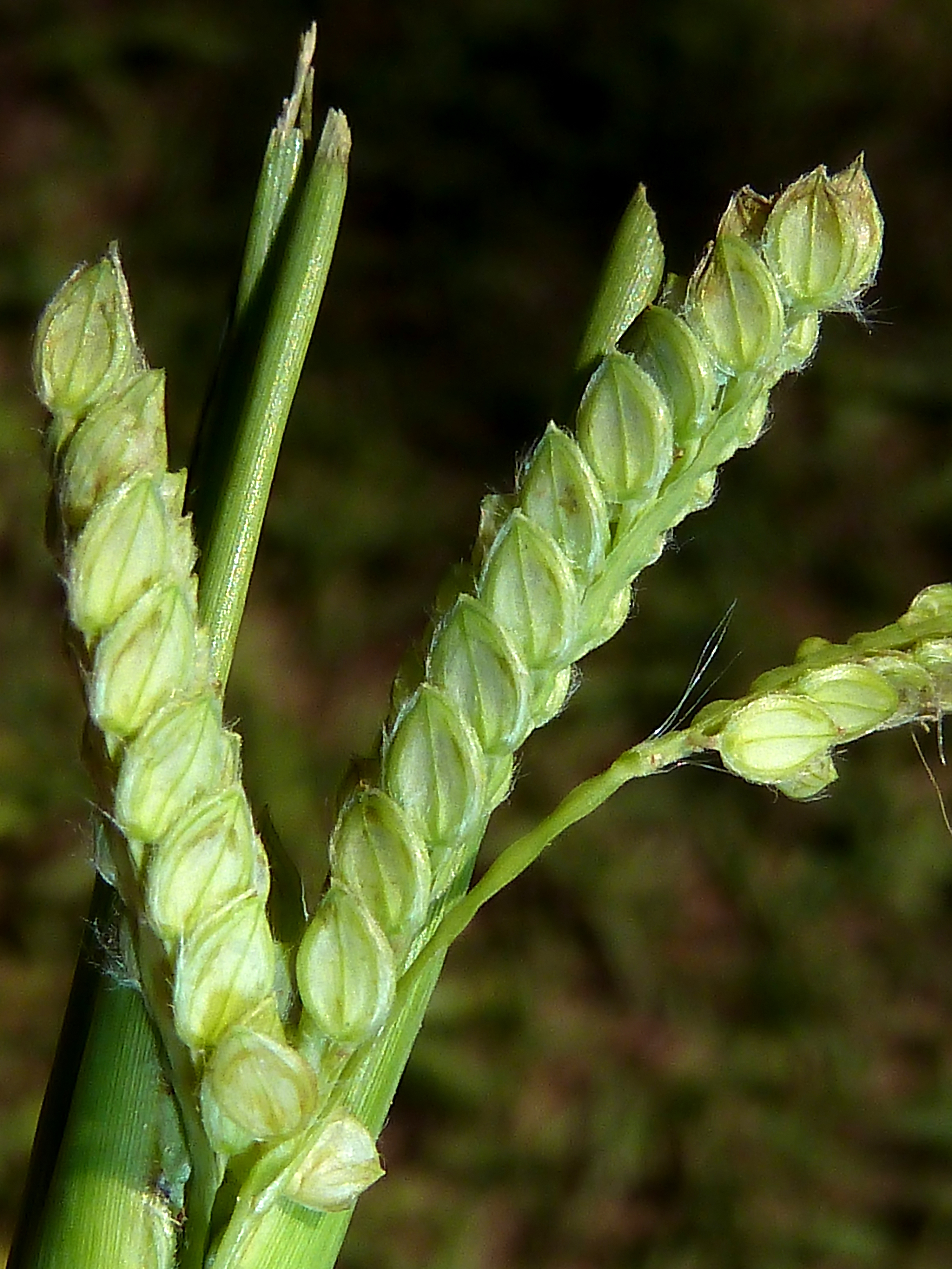 Dallisgrass photo 5