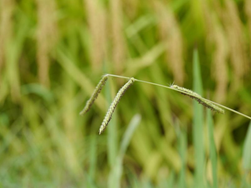 Dallisgrass photo 6