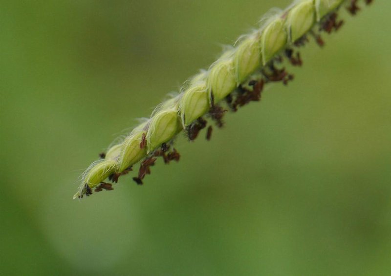 Dallisgrass photo 7