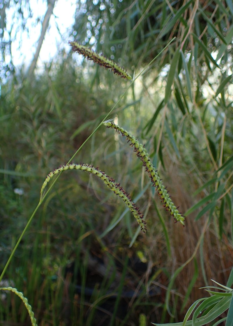 Dallisgrass photo 8