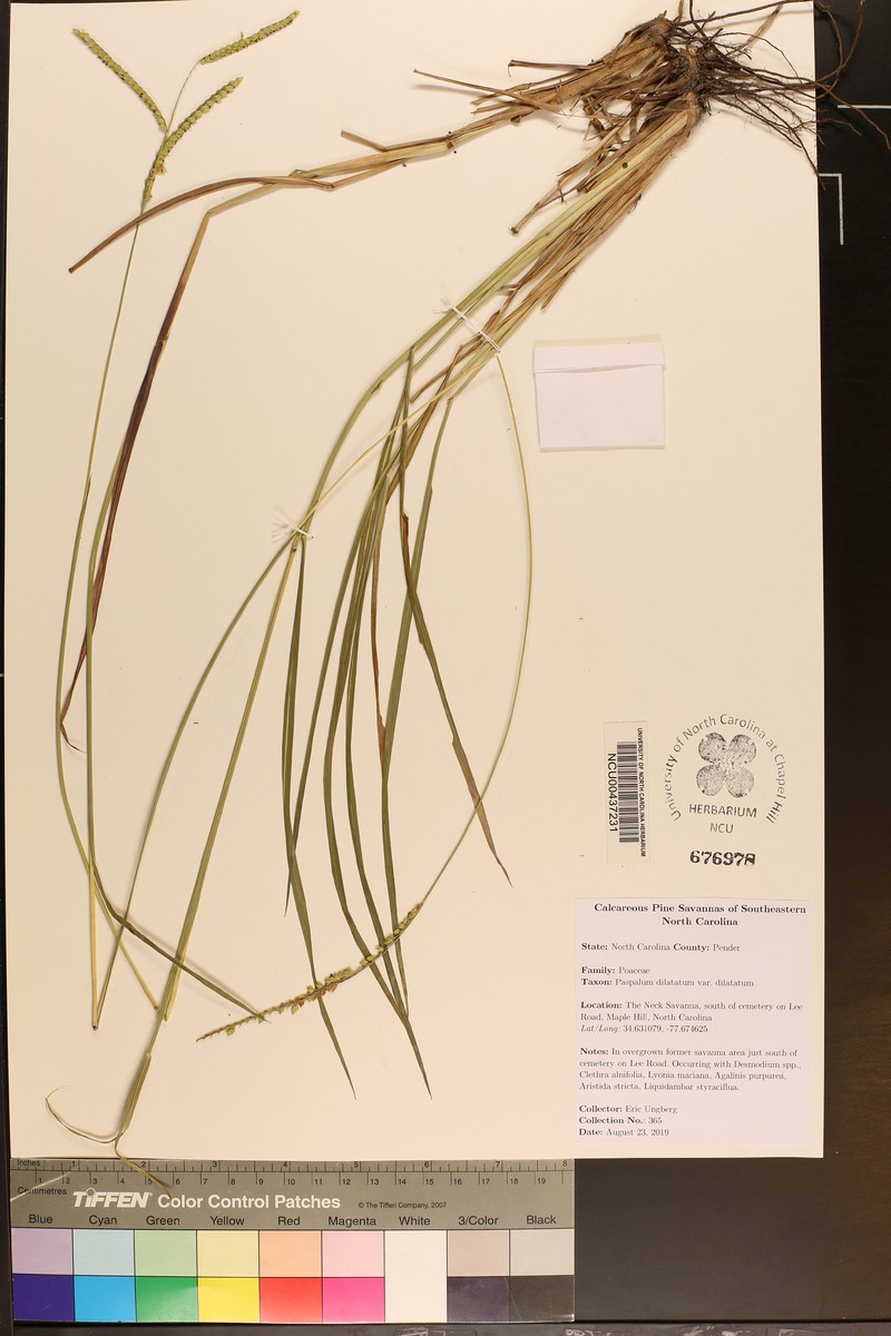 Paspalum dilatatum var. dilatatum