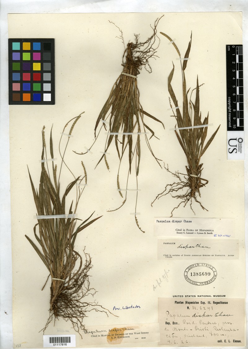 Mosquito Crowngrass