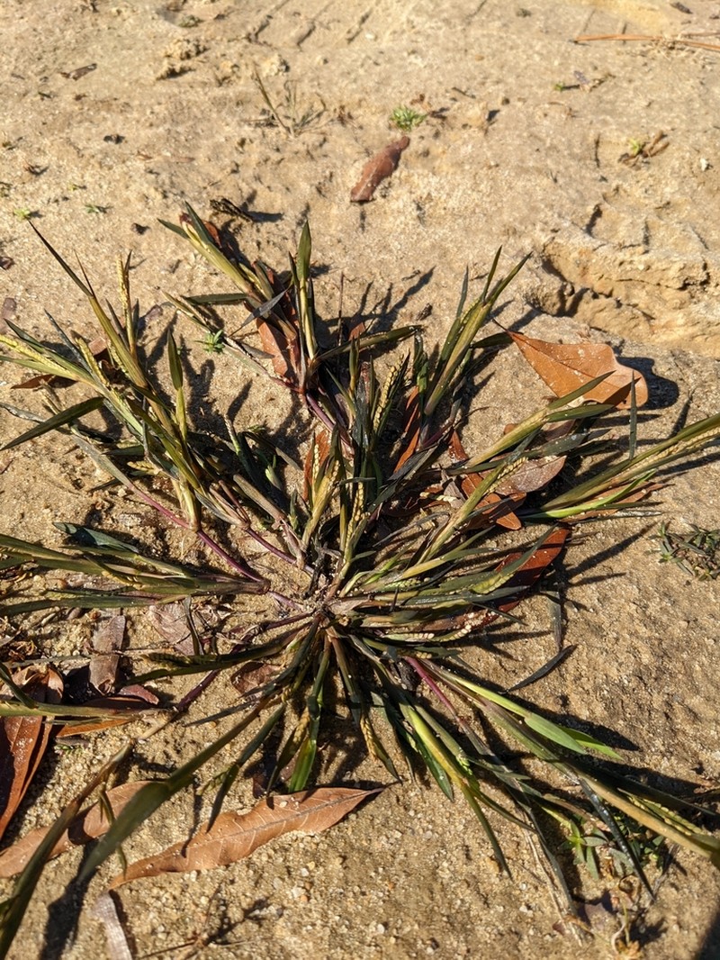 Mudbank Crowngrass